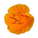 アリフォルニアポピー