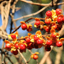 つるうめもどき