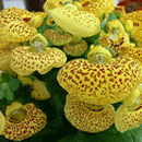 カルセオラリア