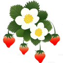 ワイルドストロベリー