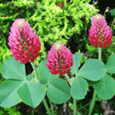 ストロベリーキャンドル