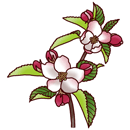 りんご（花）