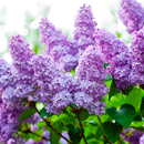 ライラック