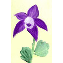 おだまき（紫）