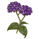 ヘリオトロープ