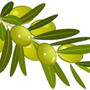 オリーブ