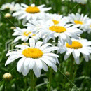 シャスターデージー