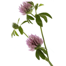 むらさきつめ草