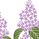 ライラック（紫）