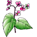 しゅうかいどう