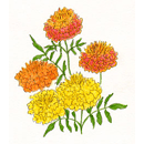 フレンチマリーゴールド