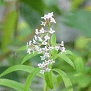 レモンバーベナ