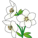 クリスマスローズ