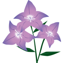 ももばききょう