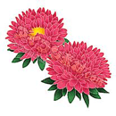 アスター（ピンク）