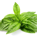 スイートバジル