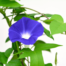 ちょうせん朝顔