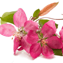 クラブアップル