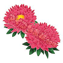 アスター（八重咲き）